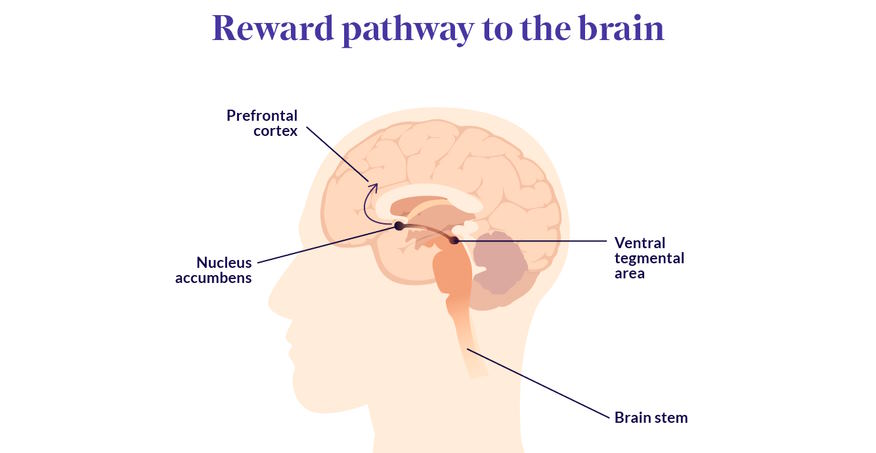 brain's reward system